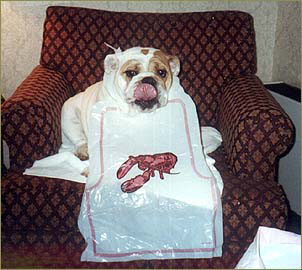 lobsterbulldog.jpg (34906 Byte)