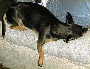 roxiesleep.jpg (32434 Byte)